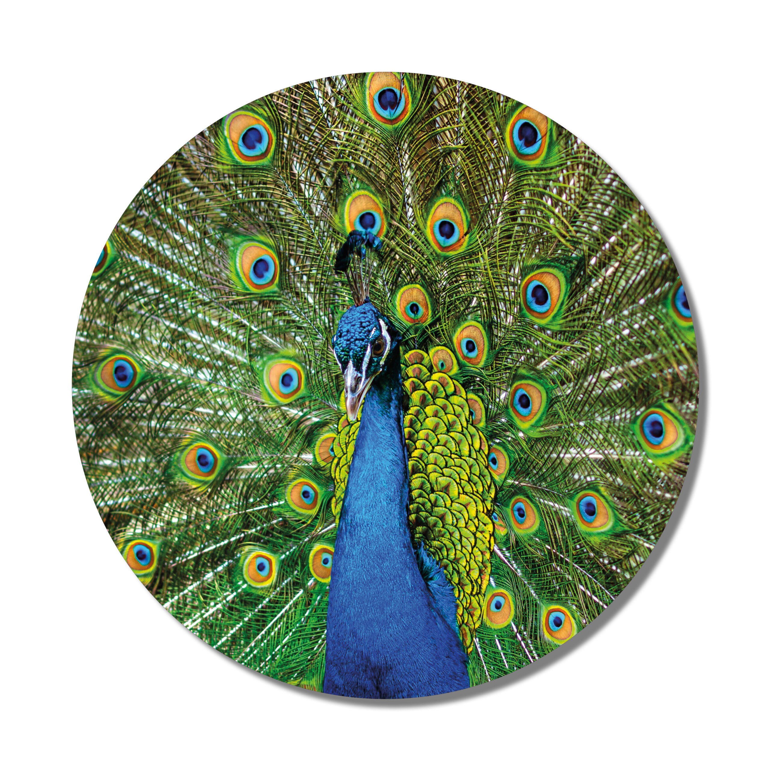 Muurcirkel pauw 30 cm