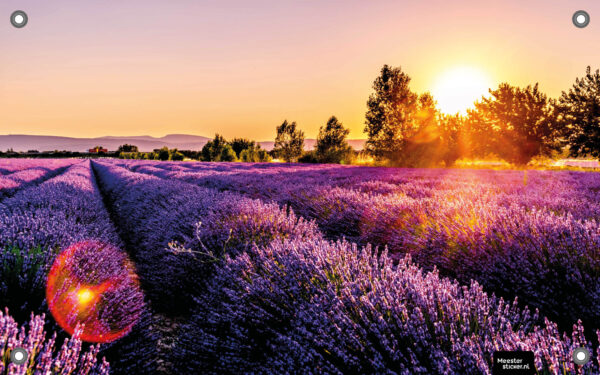 Tuinposter Lavendel 80x50 cm
